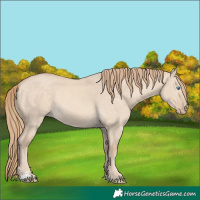 Horse Color:Perlino Dun