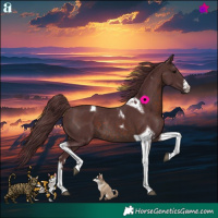 Horse Color:White Spotted Chocolate Brown Tobiano Rabicano