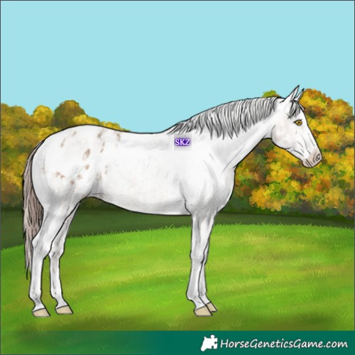 Horse Color:Amber Champagne Sabino Tobiano Appaloosa  and White Spotted Amber Champagne Sabino Appaloosa 