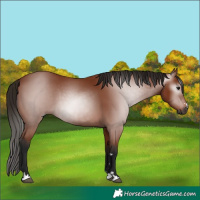 Horse Color:Gray Bay 