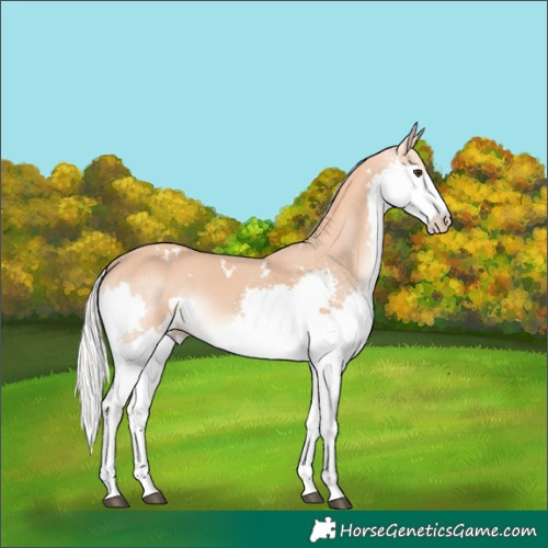 Horse Color:White Spotted Chestnut Mushroom Splash