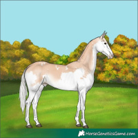 Horse Color:White Spotted Chestnut Mushroom Splash 