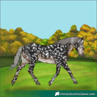 Horse Color:Gray Silver Bay Tobiano Blanket 