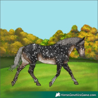Horse Color:Gray Silver Bay Tobiano Appaloosa 