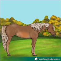 Horse Color:Chocolate Palomino 