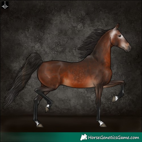Horse Color:Gray Bay 