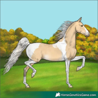 Horse Color:Silver Buckskin Dun Tobiano 