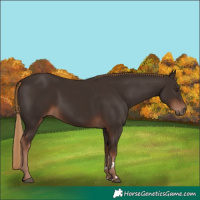 Horse Color:Liver Chestnut