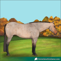 Horse Color:Bay Roan Dun 