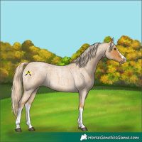 Horse Color:Palomino Roan Splash 