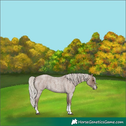 Horse Color:Silver Blue Roan Sabino 