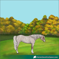 Horse Color:Silver Blue Roan Sabino 