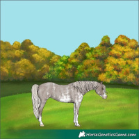 Horse Color:Silver Blue Roan Sabino 