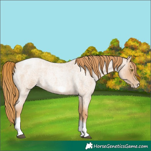 Horse Color:Red Roan Pearl Tobiano Frame 