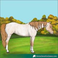 Horse Color:Red Roan Pearl Tobiano Frame 