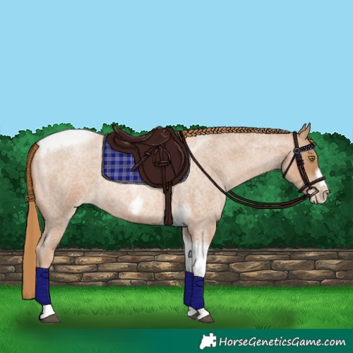 Horse Color:Red Roan Pearl Tobiano Frame 