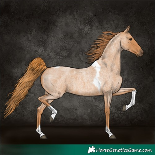 Horse Color:Red Roan Tobiano 