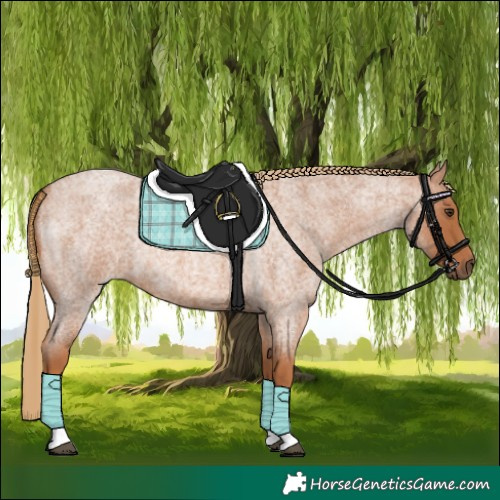 Horse Color:Red Roan Tobiano 