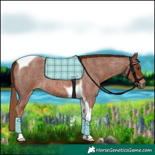 Horse Color:Red Roan Tobiano 