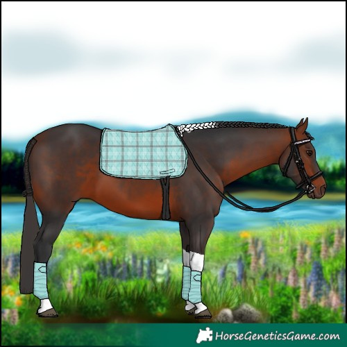 Horse Color:Bay Tobiano 