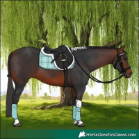 Horse Color:Bay Tobiano