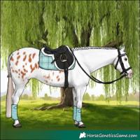 Horse Color:Bay Appaloosa