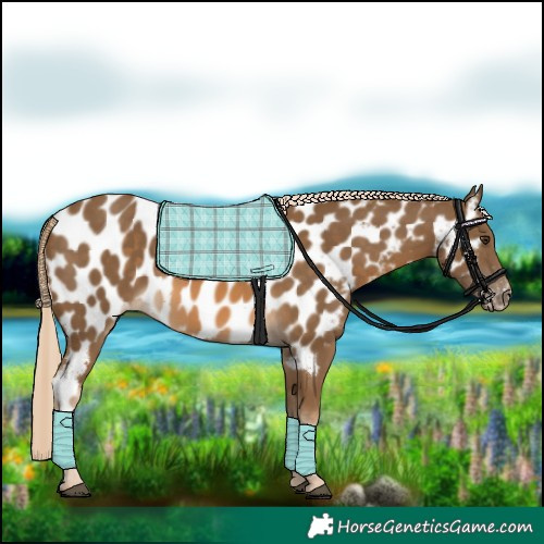 Horse Color:Chocolate Palomino Appaloosa