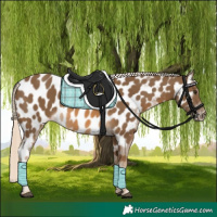 Horse Color:Chocolate Palomino Appaloosa 