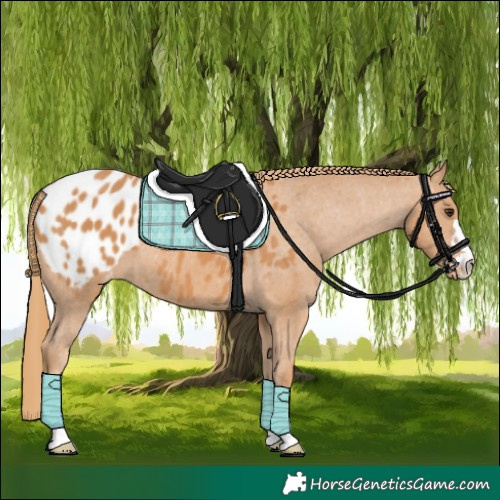 Horse Color:Chestnut Blanket 