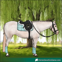 Horse Color:Chestnut Appaloosa