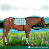 Horse Color:Chestnut Appaloosa 