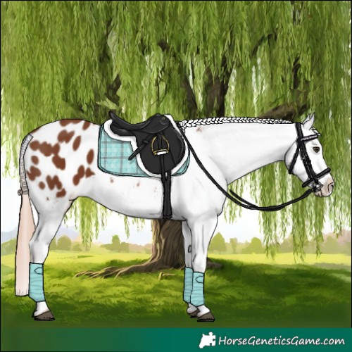 Horse Color:Chestnut Blanket 