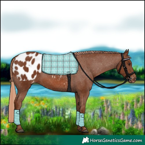 Horse Color:Chestnut Appaloosa