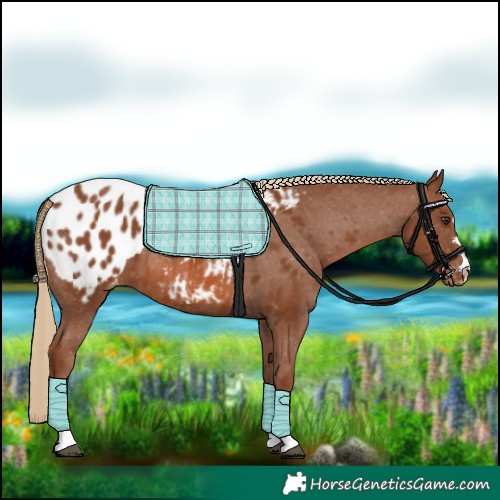Horse Color:Chestnut Appaloosa 