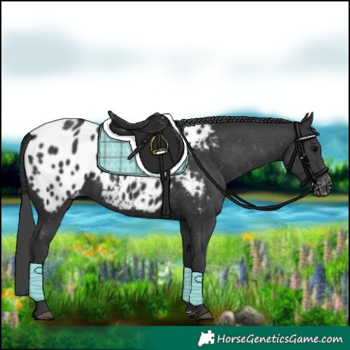 Horse Color:Black Appaloosa