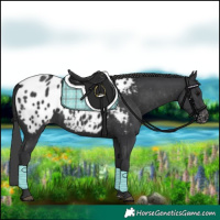 Horse Color:Black Appaloosa 