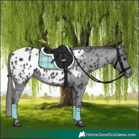 Horse Color:Black Near Leopard 