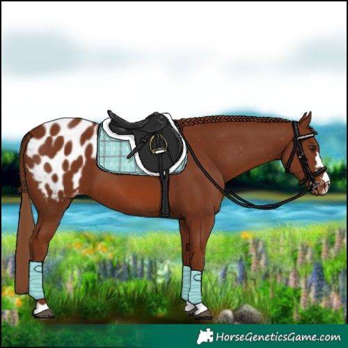Horse Color:Chestnut Appaloosa