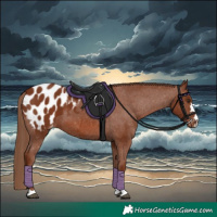 Horse Color:Chestnut Appaloosa
