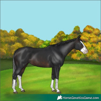 Horse Color:Brown Splash