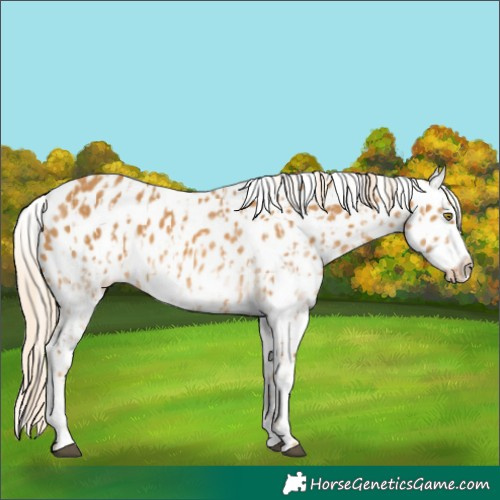 Horse Color:Palomino Frame Near Leopard  and White Spotted Palomino Frame Near Leopard 