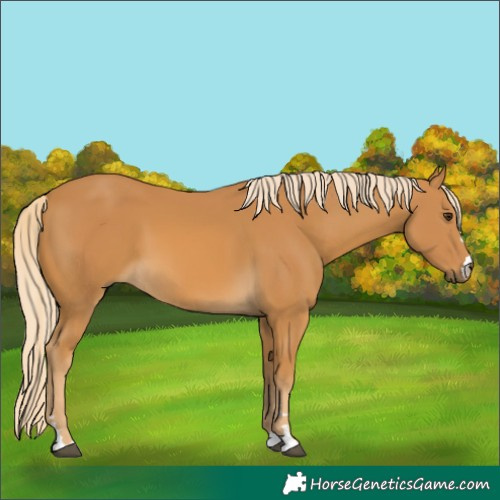 Horse Color:Palomino