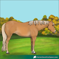 Horse Color:Palomino 