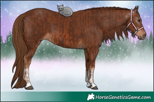Horse Color:Chestnut and Gray Chestnut
