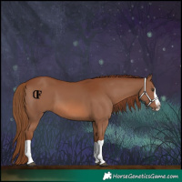 Horse Color:Chestnut Splash 