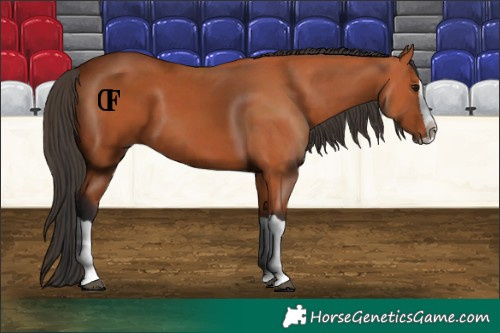 Horse Color:Unknown 