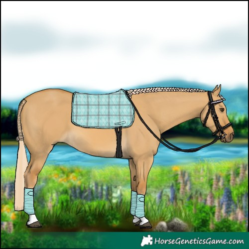 Horse Color:Palomino Dun Tobiano 