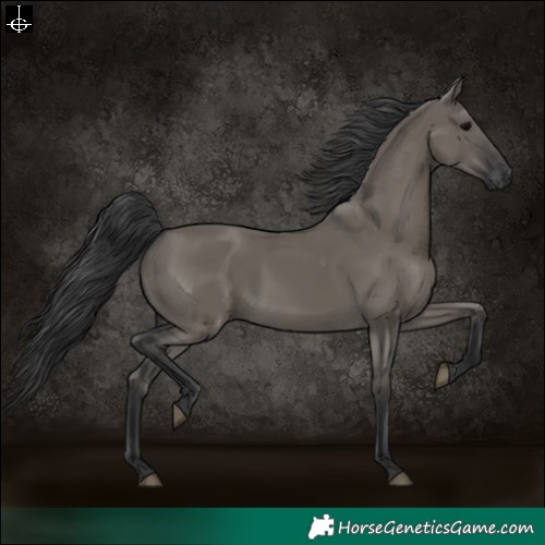 Horse Color:Grullo 