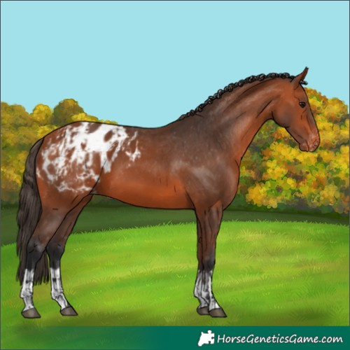 Horse Color:Bay Blanket and Bay Blanket