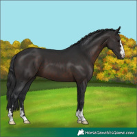 Horse Color:Brown 